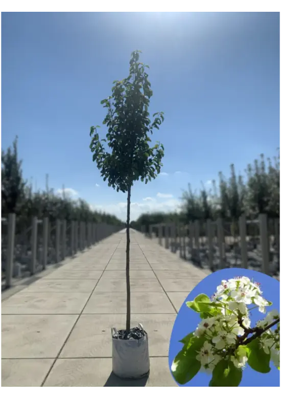 Stadtbirne 'Chanticleer' | Pyrus calleryana 'Chanticleer'