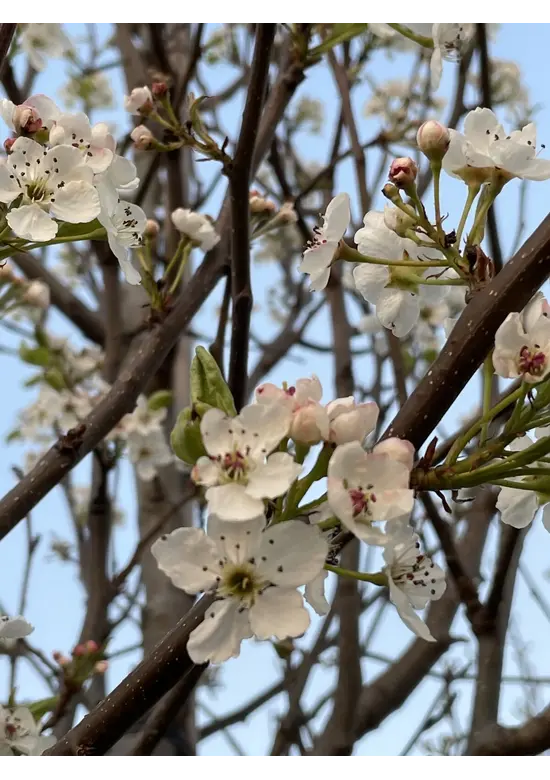 Stadtbirne 'Chanticleer' | Pyrus calleryana 'Chanticleer'