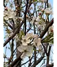 Stadtbirne 'Chanticleer' | Pyrus calleryana 'Chanticleer'