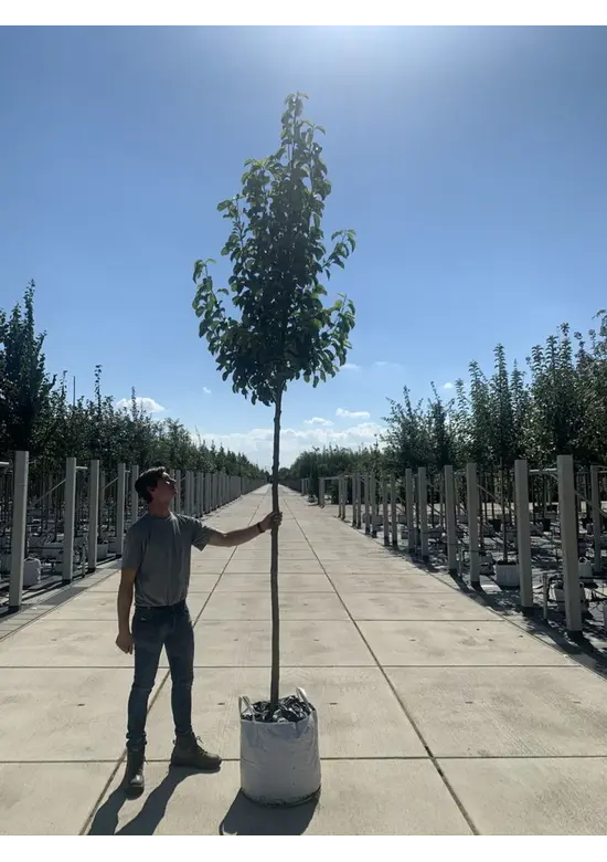 Stadtbirne 'Chanticleer' | Pyrus calleryana 'Chanticleer'