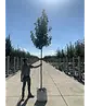 Stadtbirne 'Chanticleer' | Pyrus calleryana 'Chanticleer'