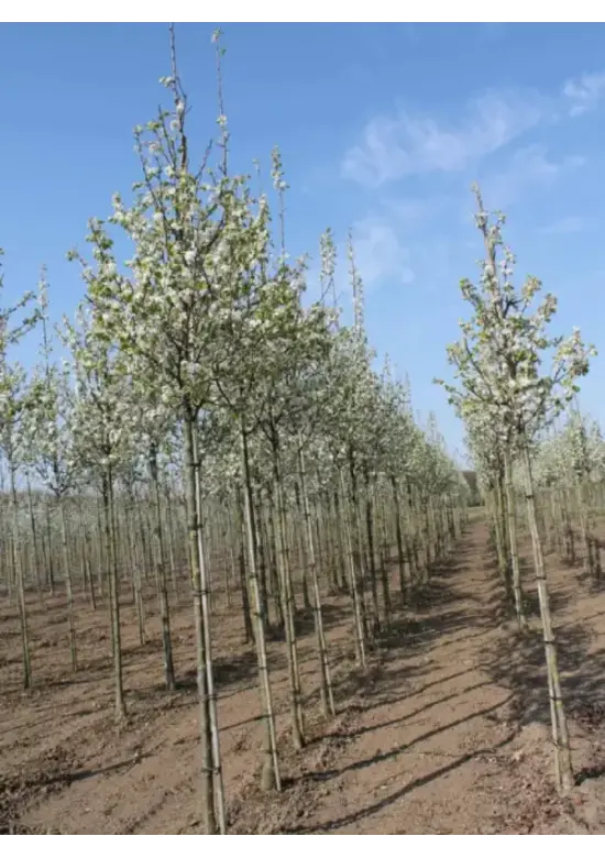 Stadtbirne 'Chanticleer' | Pyrus calleryana 'Chanticleer'