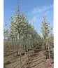 Stadtbirne 'Chanticleer' | Pyrus calleryana 'Chanticleer'
