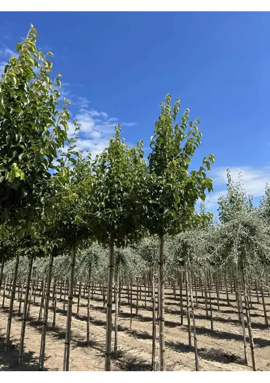 Stadtbirne 'Chanticleer' | Pyrus calleryana 'Chanticleer'
