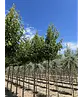 Stadtbirne 'Chanticleer' | Pyrus calleryana 'Chanticleer'
