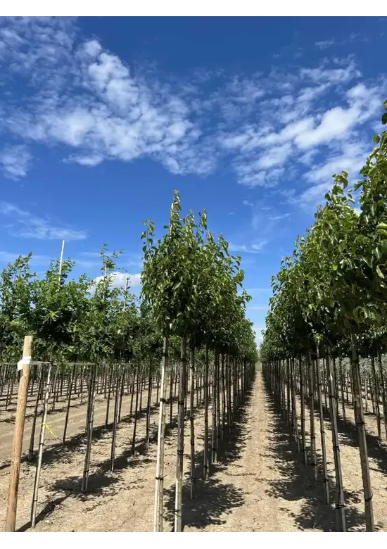 Stadtbirne 'Chanticleer' | Pyrus calleryana 'Chanticleer'