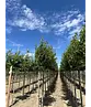 Stadtbirne 'Chanticleer' | Pyrus calleryana 'Chanticleer'