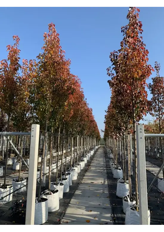 Stadtbirne 'Chanticleer' | Pyrus calleryana 'Chanticleer'