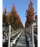 Stadtbirne 'Chanticleer' | Pyrus calleryana 'Chanticleer'
