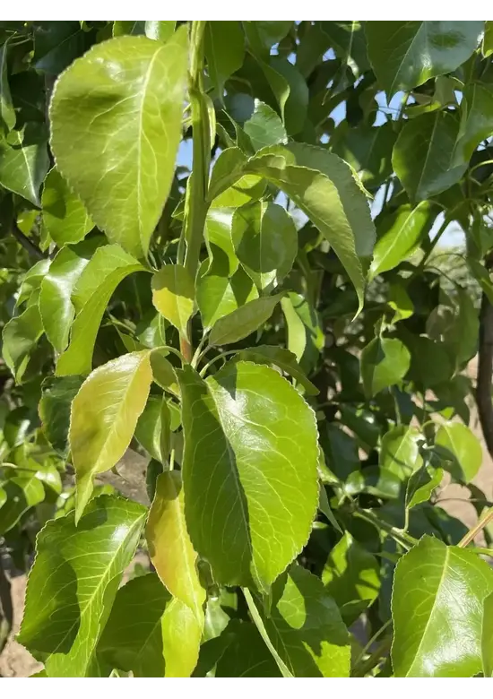 Stadtbirne 'Chanticleer' | Pyrus calleryana 'Chanticleer'