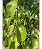 Stadtbirne 'Chanticleer' | Pyrus calleryana 'Chanticleer'