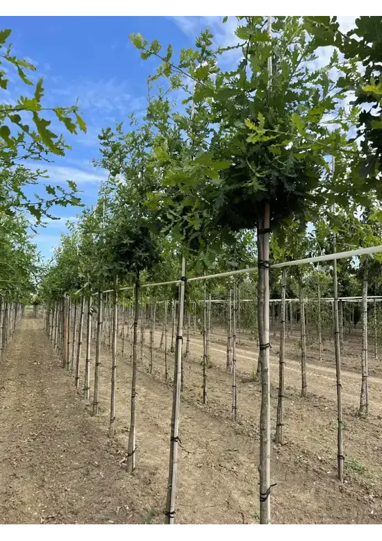 Stieleiche | Quercus robur