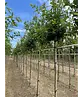 Stieleiche | Quercus robur