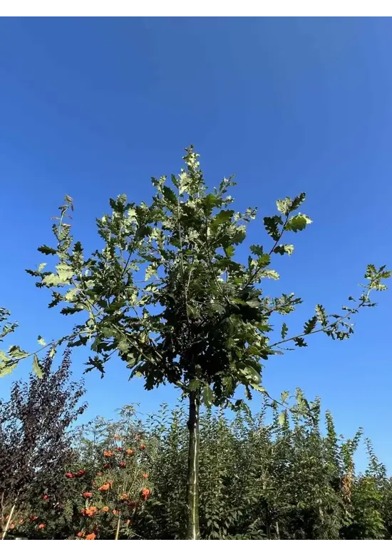 Stieleiche | Quercus robur