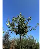 Stieleiche | Quercus robur