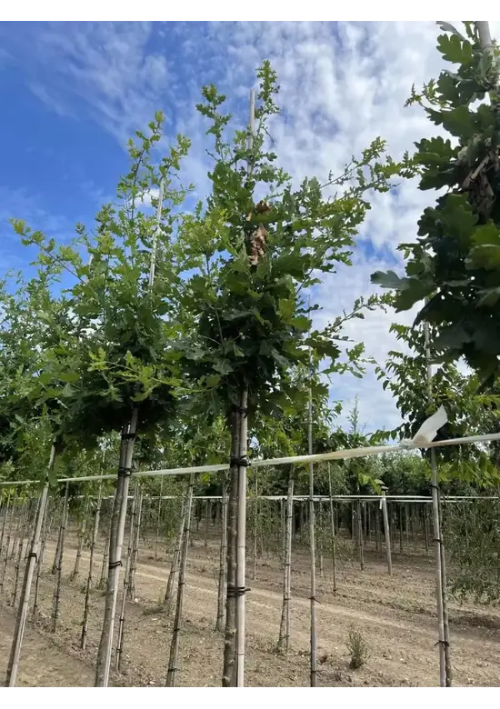 Stieleiche | Quercus robur