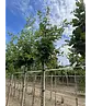 Stieleiche | Quercus robur