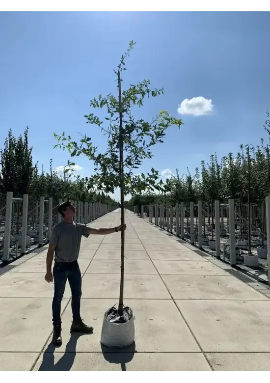 Stieleiche | Quercus robur