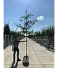 Stieleiche | Quercus robur