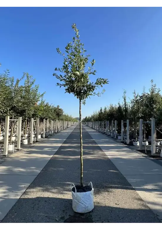 Stieleiche | Quercus robur