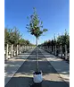 Stieleiche | Quercus robur
