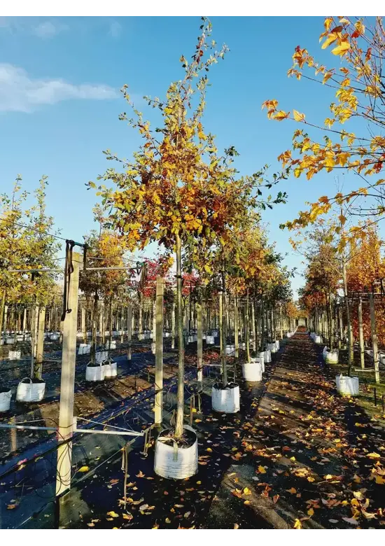 Stieleiche | Quercus robur