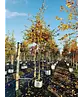 Stieleiche | Quercus robur