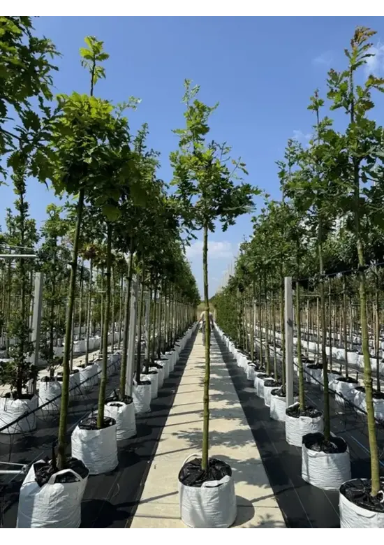 Stieleiche | Quercus robur