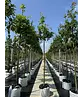 Stieleiche | Quercus robur