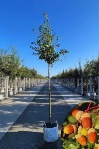 Stieleiche | Quercus robur