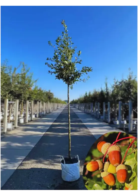 Stieleiche | Quercus robur