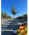 Stieleiche | Quercus robur