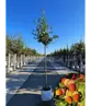 Stieleiche | Quercus robur