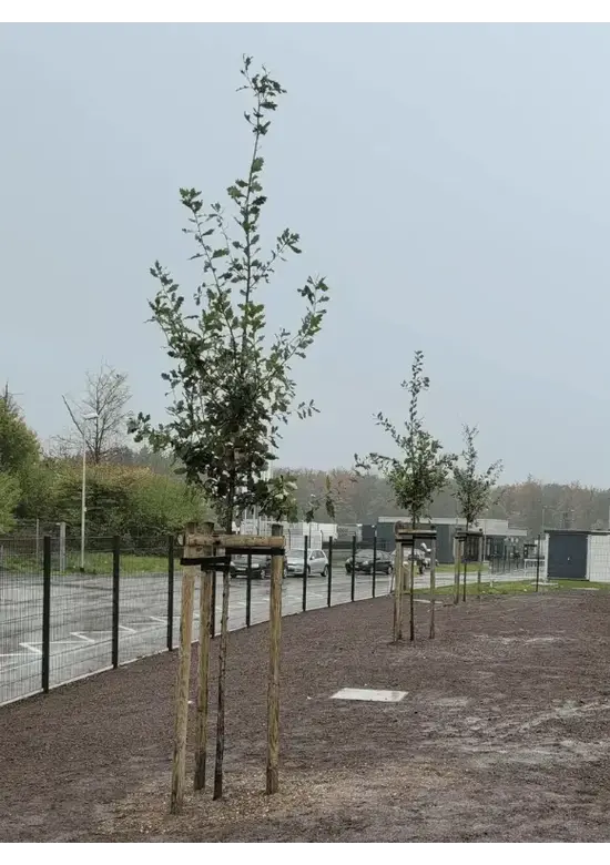 Stieleiche | Quercus robur