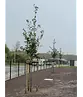 Stieleiche | Quercus robur