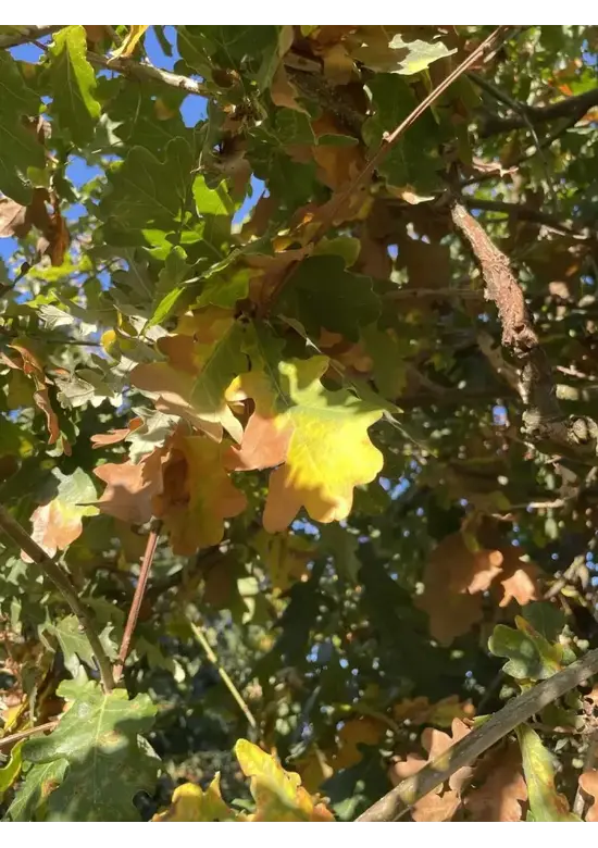 Stieleiche | Quercus robur