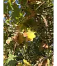 Stieleiche | Quercus robur