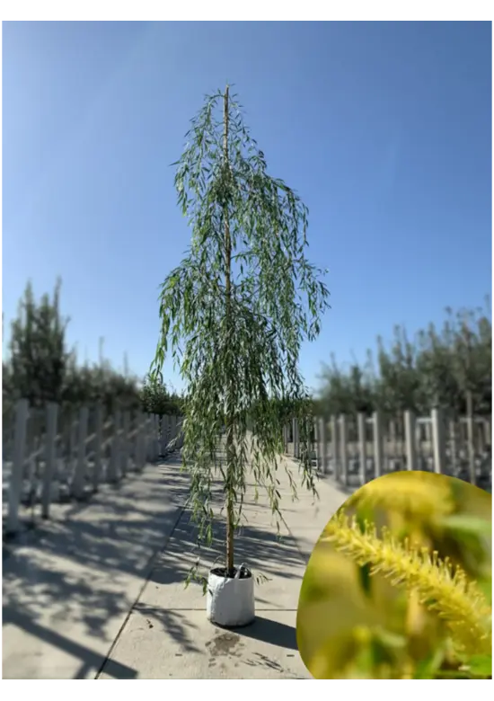 Trauerweide  | Salix sepulcralis 'Chrysocoma'