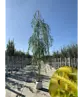 Trauerweide  | Salix sepulcralis 'Chrysocoma'