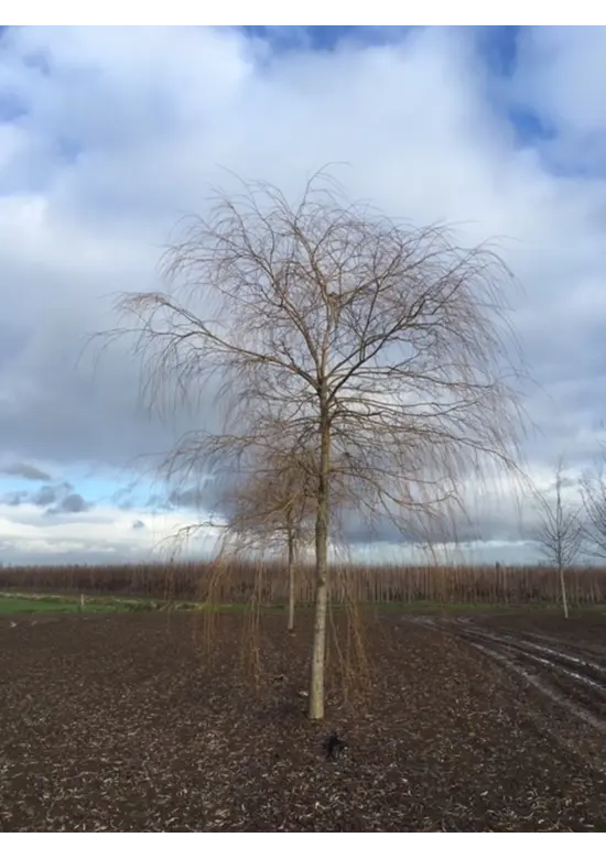 Trauerweide  | Salix sepulcralis 'Chrysocoma'