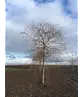 Trauerweide  | Salix sepulcralis 'Chrysocoma'