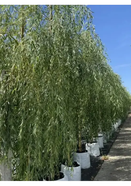 Trauerweide  | Salix sepulcralis 'Chrysocoma'
