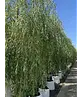 Trauerweide  | Salix sepulcralis 'Chrysocoma'