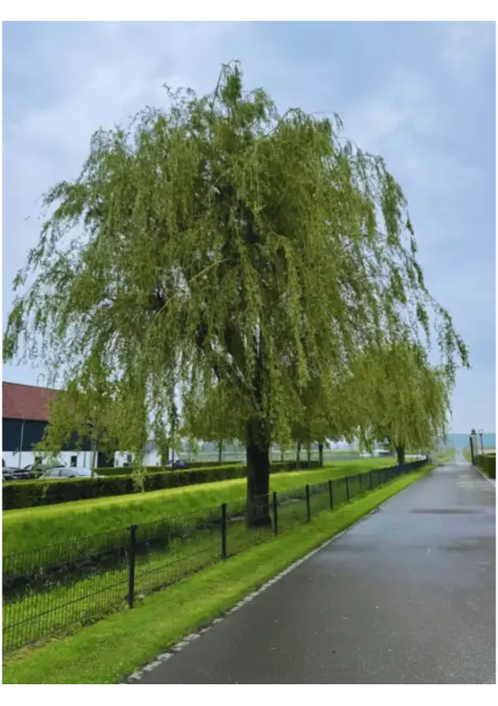 Trauerweide  | Salix sepulcralis 'Chrysocoma'