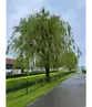Trauerweide  | Salix sepulcralis 'Chrysocoma'