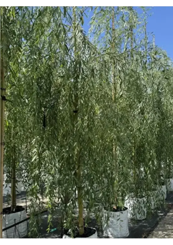 Trauerweide  | Salix sepulcralis 'Chrysocoma'