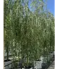 Trauerweide  | Salix sepulcralis 'Chrysocoma'