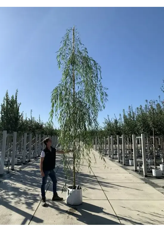 Trauerweide  | Salix sepulcralis 'Chrysocoma'