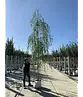 Trauerweide  | Salix sepulcralis 'Chrysocoma'