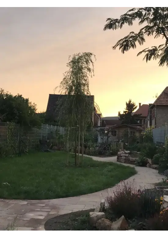 Trauerweide  | Salix sepulcralis 'Chrysocoma'